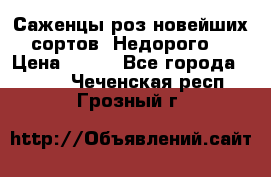 Саженцы роз новейших сортов. Недорого. › Цена ­ 350 - Все города  »    . Чеченская респ.,Грозный г.